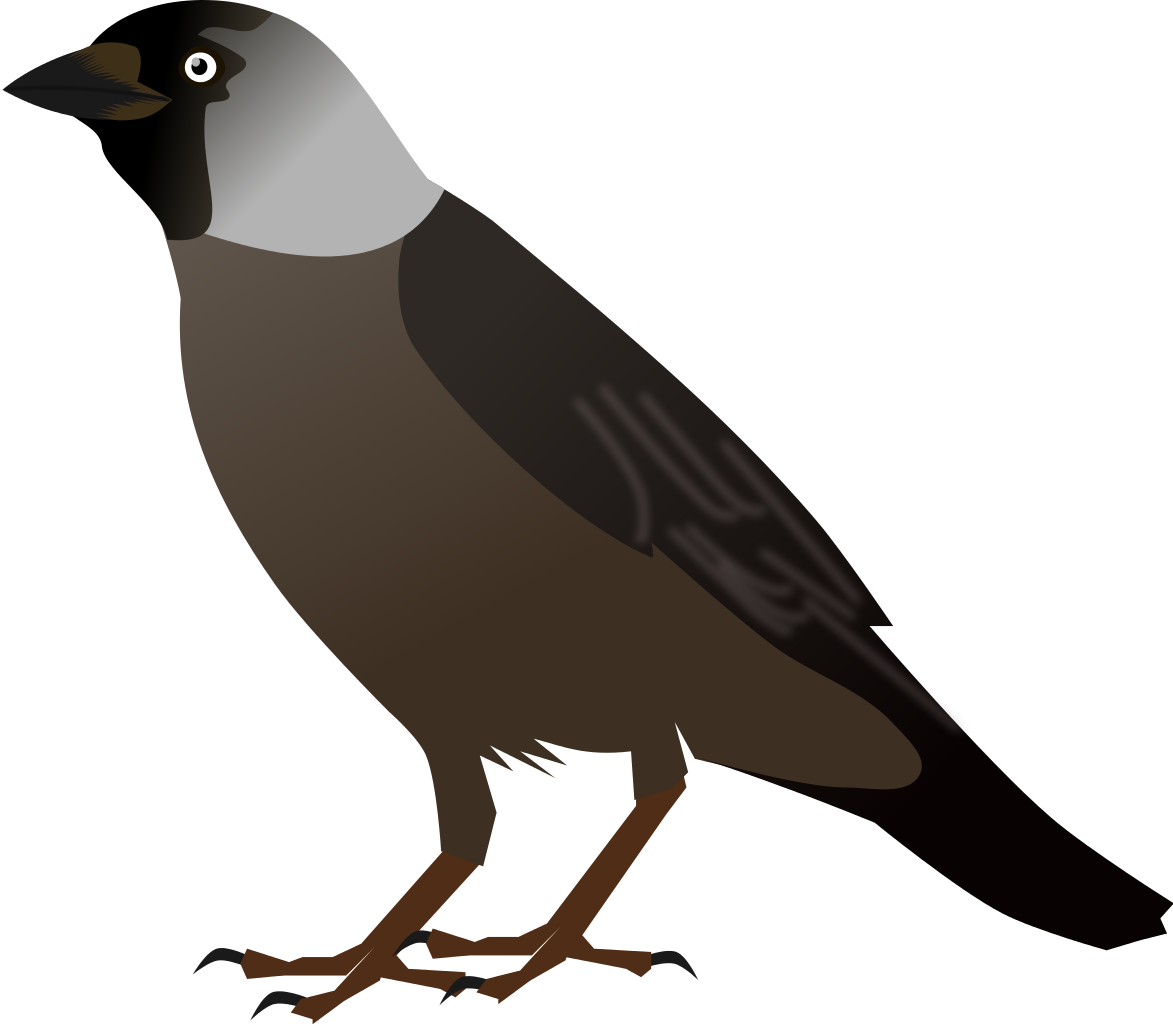 Crow Bird Cliparts - Jackdaw Clipart - Png Download (1173x1024), Png Download