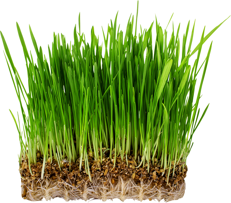 Grass Types - Hierba Avena Clipart (800x705), Png Download