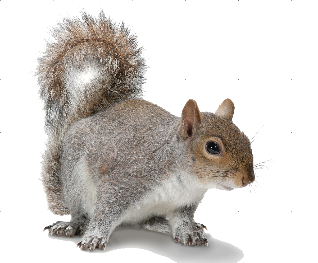 Download Squirrel Png Transparent Images Transparent - Squirrel With Transparent Background Clipart (1206x1038), Png Download