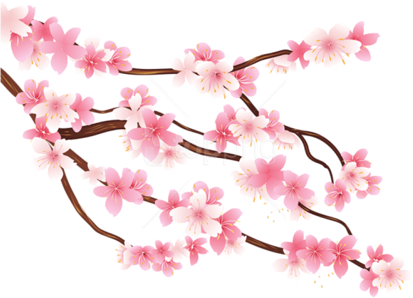 Free Png Download Pink Spring Branch Png Images Background - Clipart Cherry Blossom Png Transparent Png (850x617), Png Download