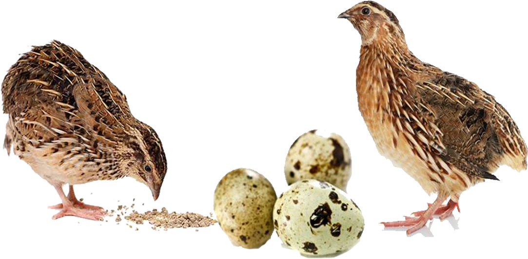 Buy Quail Feed Online For Sale Quail Feed Manufacturers, - Quail Eggs Clipart (1083x532), Png Download