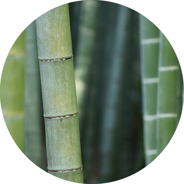 Bg Circles@2x Bamboo - Bamboo Clipart (620x620), Png Download