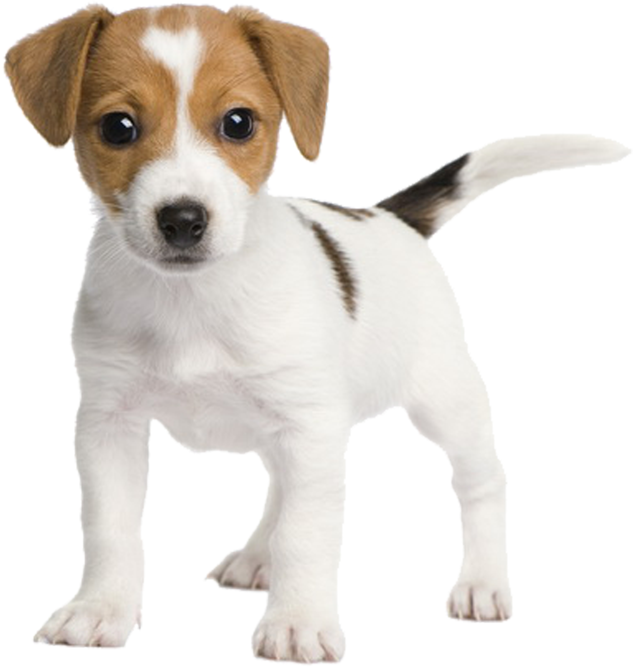 Chihuahua Russell Fox Miniature Rat Jack Bull Clipart - Jack Russell Fox Terrier Puppy - Png Download (2953x2953), Png Download