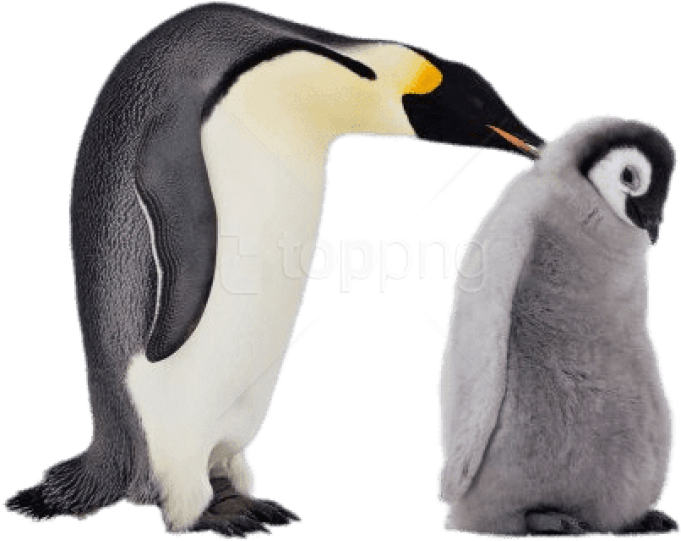 Free Png Download Mum And Baby Penguin Png Images Background - Baby Penguin Transparent Background Clipart (850x577), Png Download