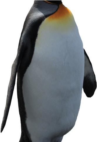 Original - Penguin Clipart (640x480), Png Download