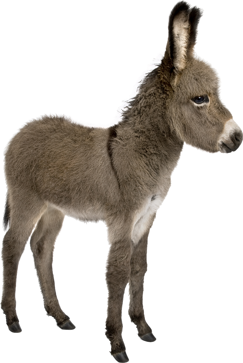 Donkey Png Pic - Provence Donkey Clipart (805x1200), Png Download