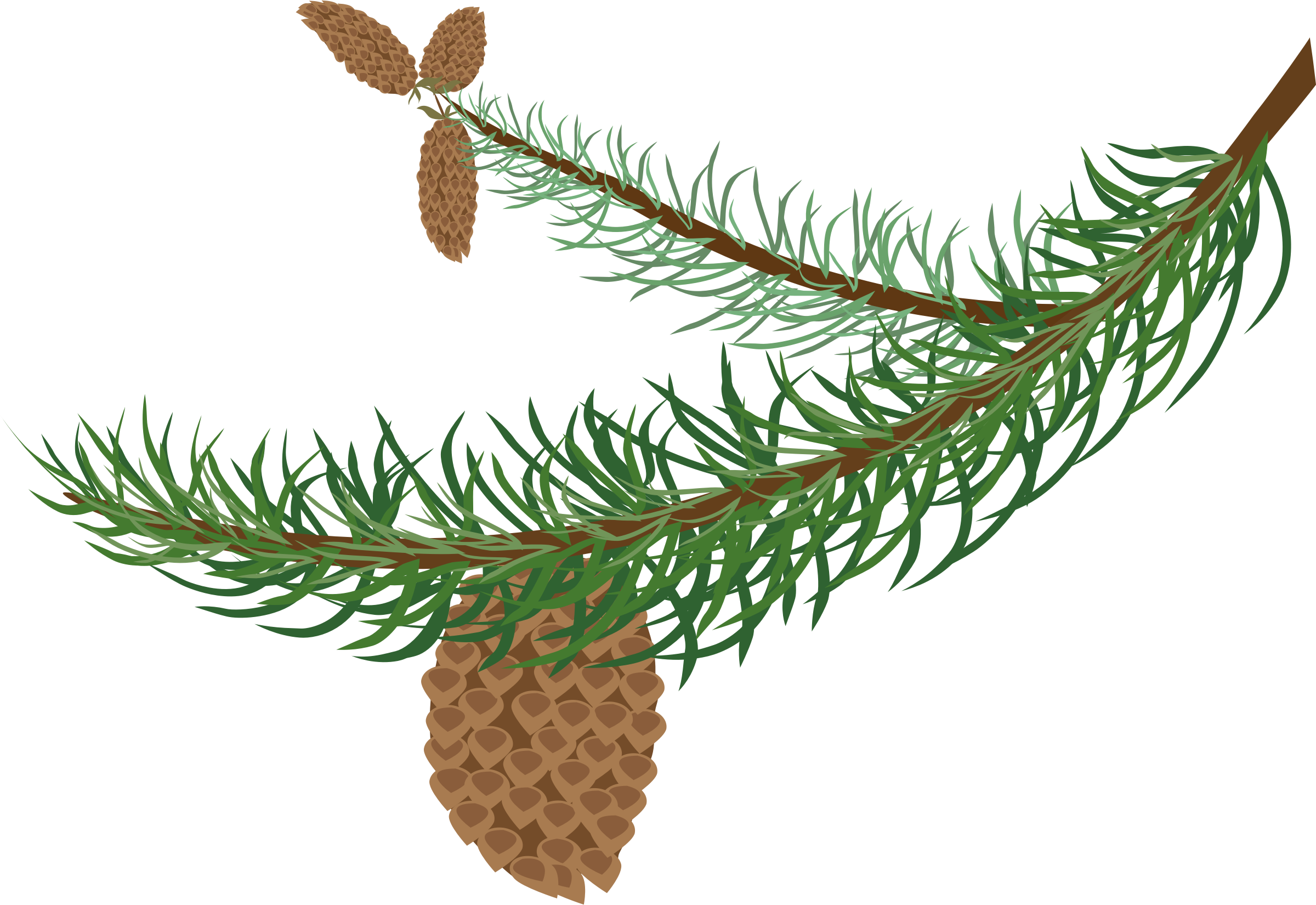 Fir Clipart Needle - Winter Tree Branch Clipart - Png Download (2400x1650), Png Download