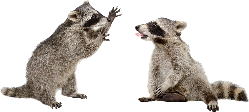 Raccoon Png Image Background - Raccoon On White Background Clipart (846x383), Png Download