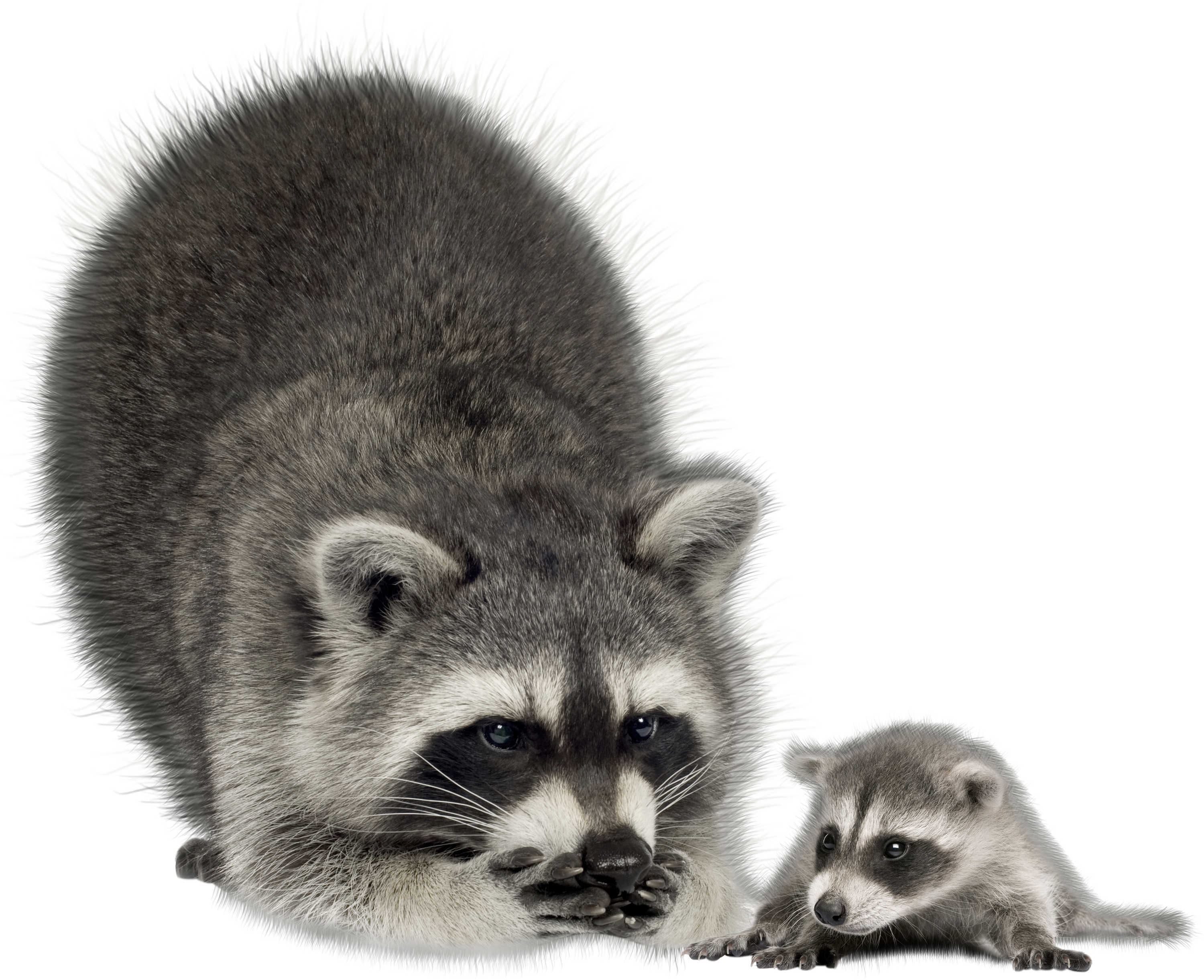 Raccoon Png - Baby Raccoon Png Clipart (3000x2442), Png Download