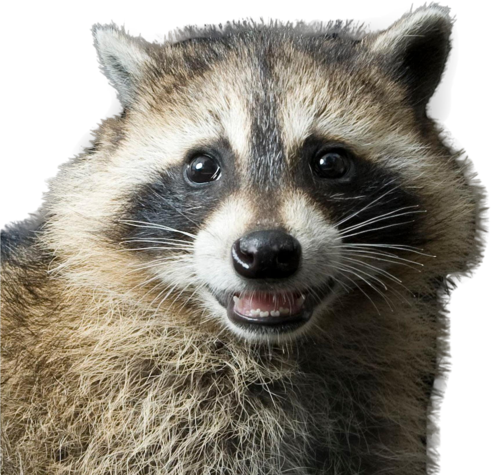 Raccoon Png Image - Raccoon Animal Clipart (1900x1900), Png Download