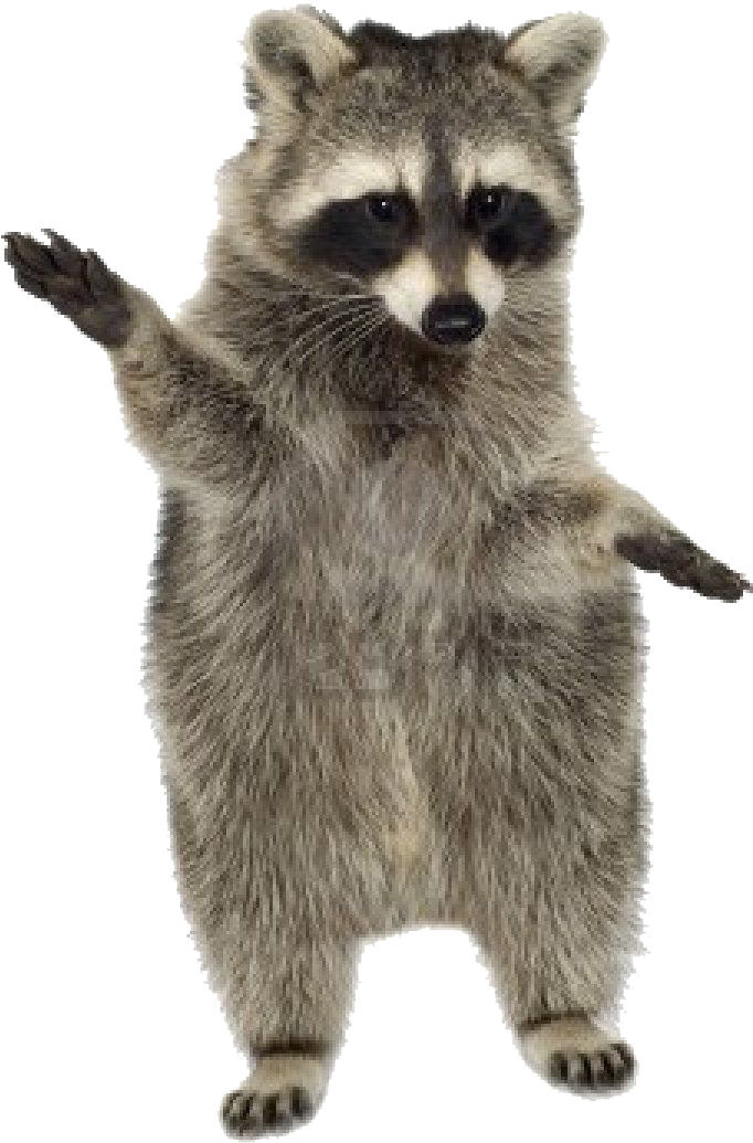 Raccoon White Background Clipart (960x1200), Png Download