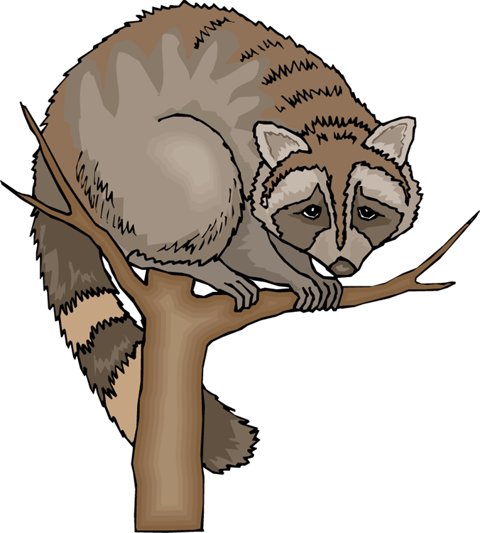 Free Raccoon Clipart - Structural Adaptations Of Raccoons - Png Download (676x750), Png Download