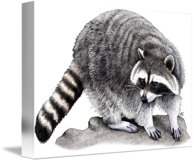 650 X 541 4 - Red Dead Redemption 2 Raccoon Clipart (650x541), Png Download