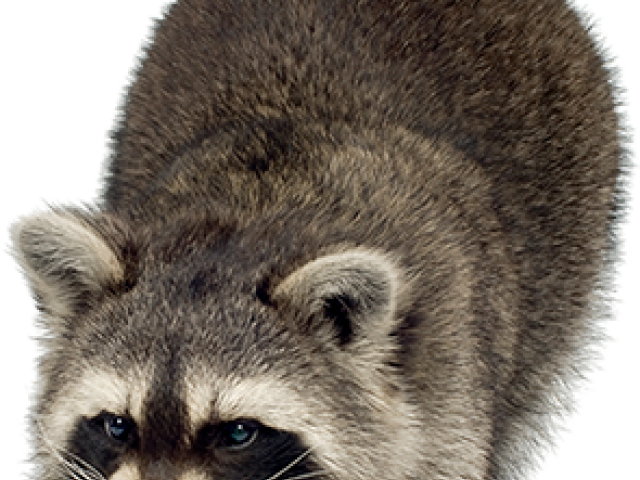 Cool Raccoon Transparent Clipart (640x480), Png Download