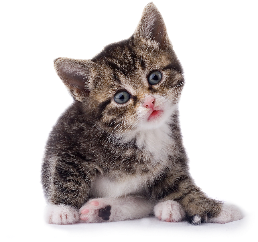 Kittens Transparent Face Png - Kitten Png Clipart (900x900), Png Download