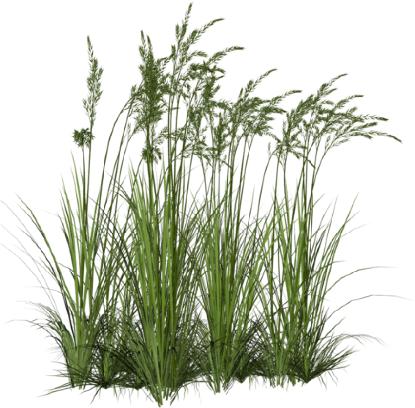 Free Png Download Ornamental Grass Png Images Background - Tall Grass Png Clipart (850x837), Png Download