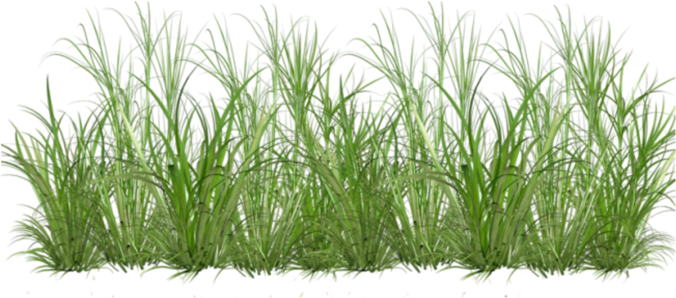 Sweet Grass , Png Download Clipart (1392x615), Png Download