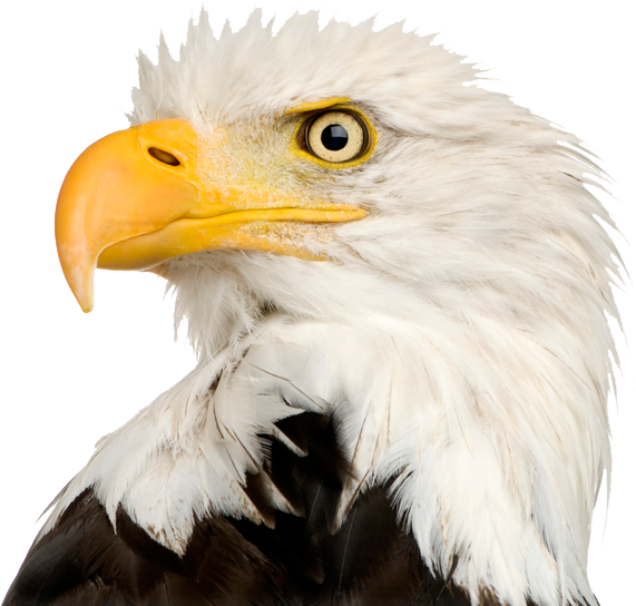 Eagle Head Png File - Bald Eagle Head Png Clipart (620x561), Png Download