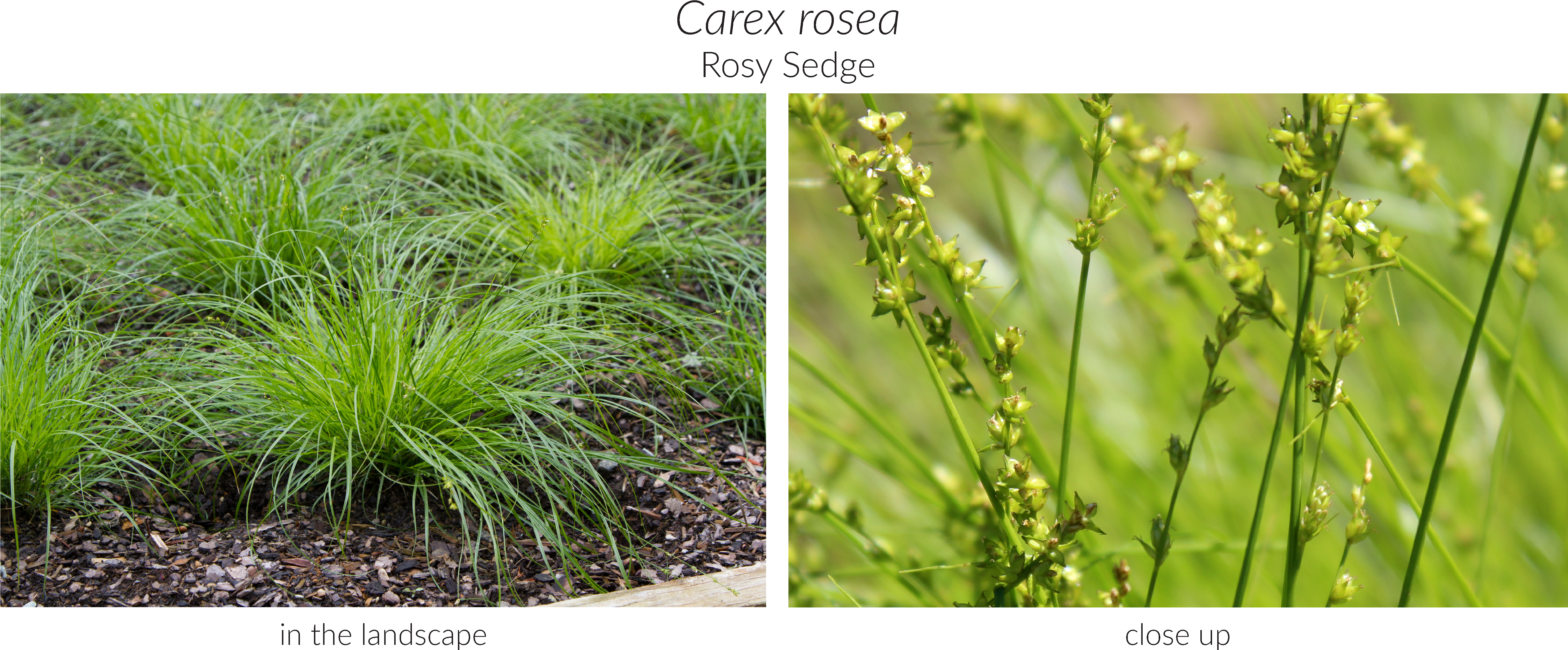 Click Here To See Our Full Carex Collection And Here - Sweet Grass Clipart (5493x2310), Png Download