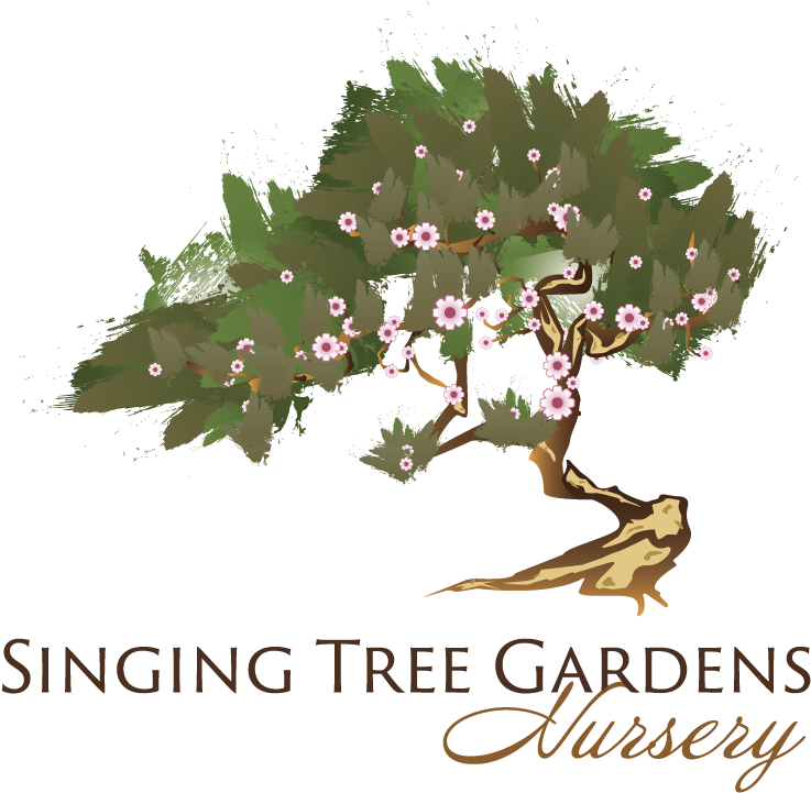 Standing Ovation Little Bluestem Ornamental Grass - Illustration Clipart (828x783), Png Download