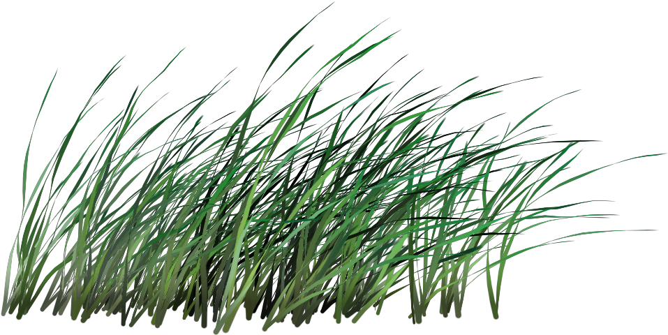 Tall Grass Png - Sweet Grass Clipart (1024x1024), Png Download