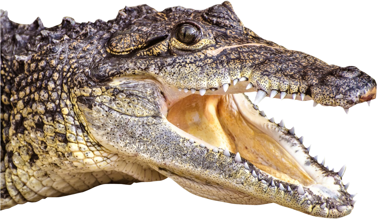 Crocodile Head Png Image - Crocodile Head Png Clipart (1347x966), Png Download