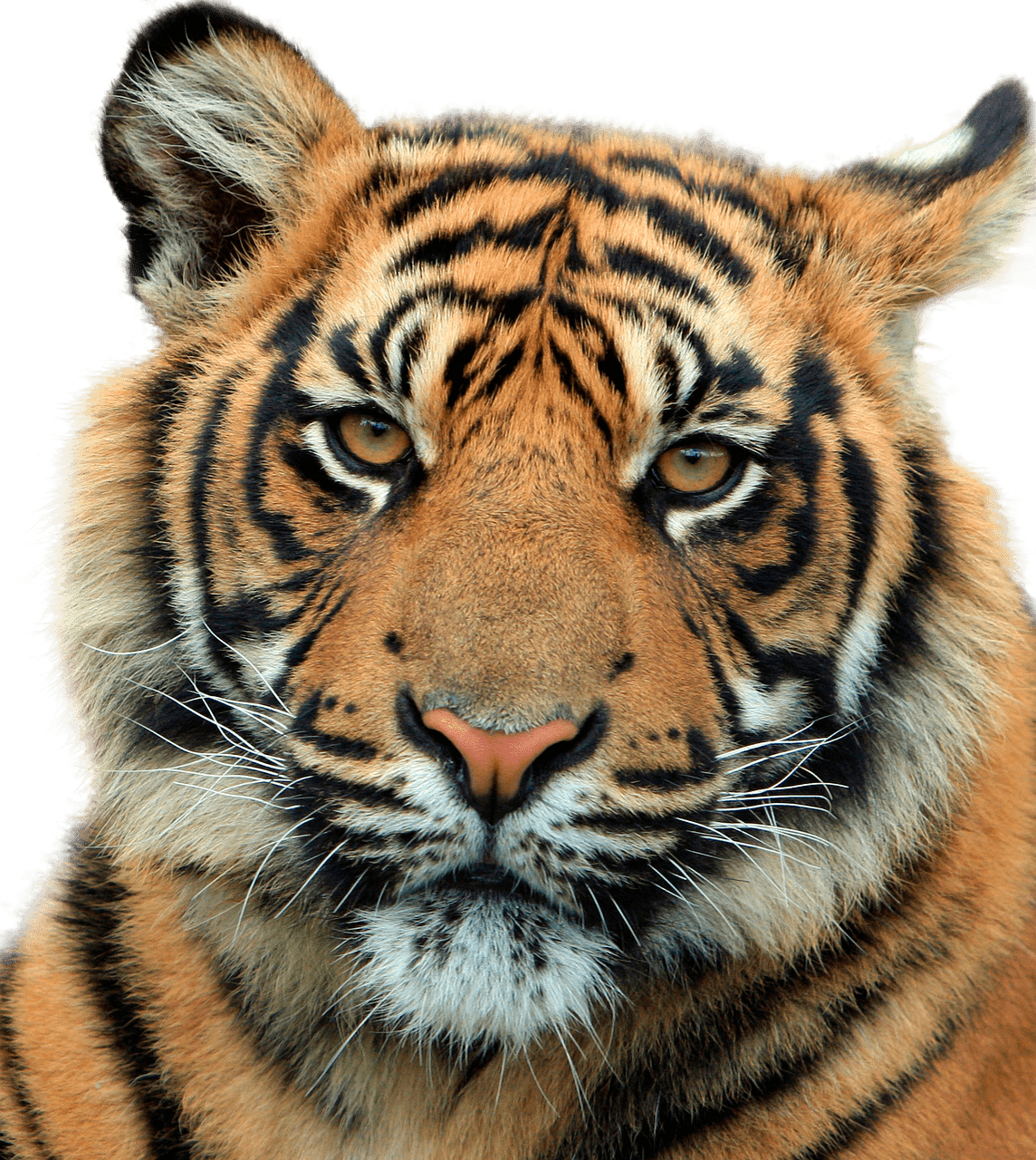 Download - Tiger Clipart - Png Download (1144x1280), Png Download
