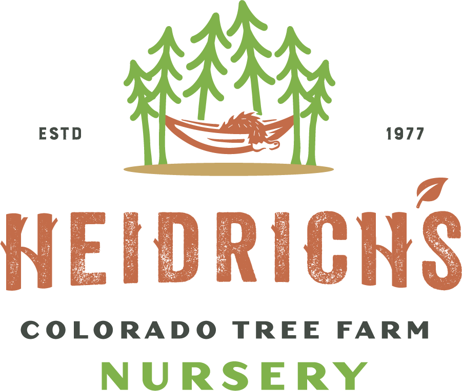 Welcome To Heidrich's Colorado Tree Farm Nursery - Canoe Clipart (901x764), Png Download