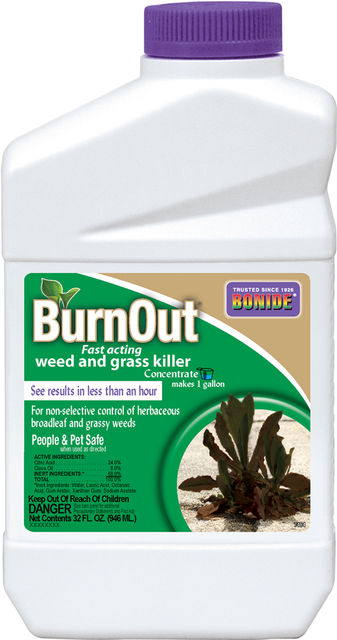 Burnout® Conc - Agave Clipart (474x900), Png Download