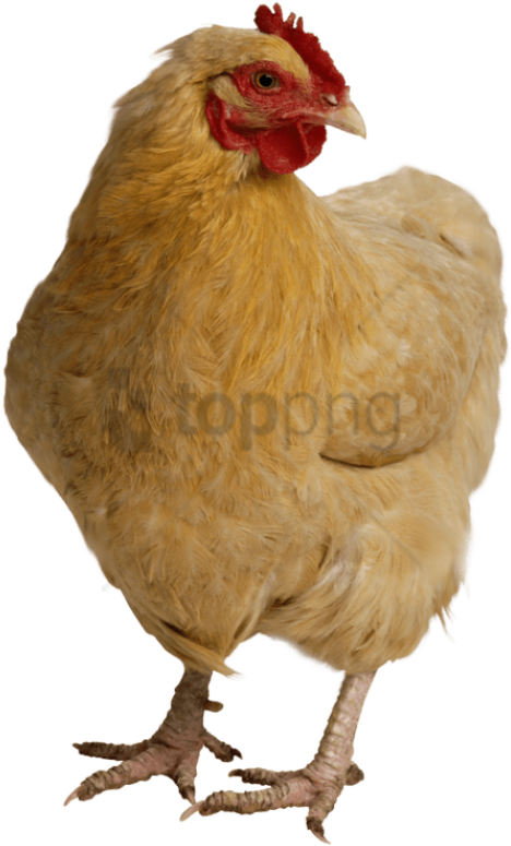 Hen, Chicken Head - Hen Chicken Images Png Clipart (457x750), Png Download