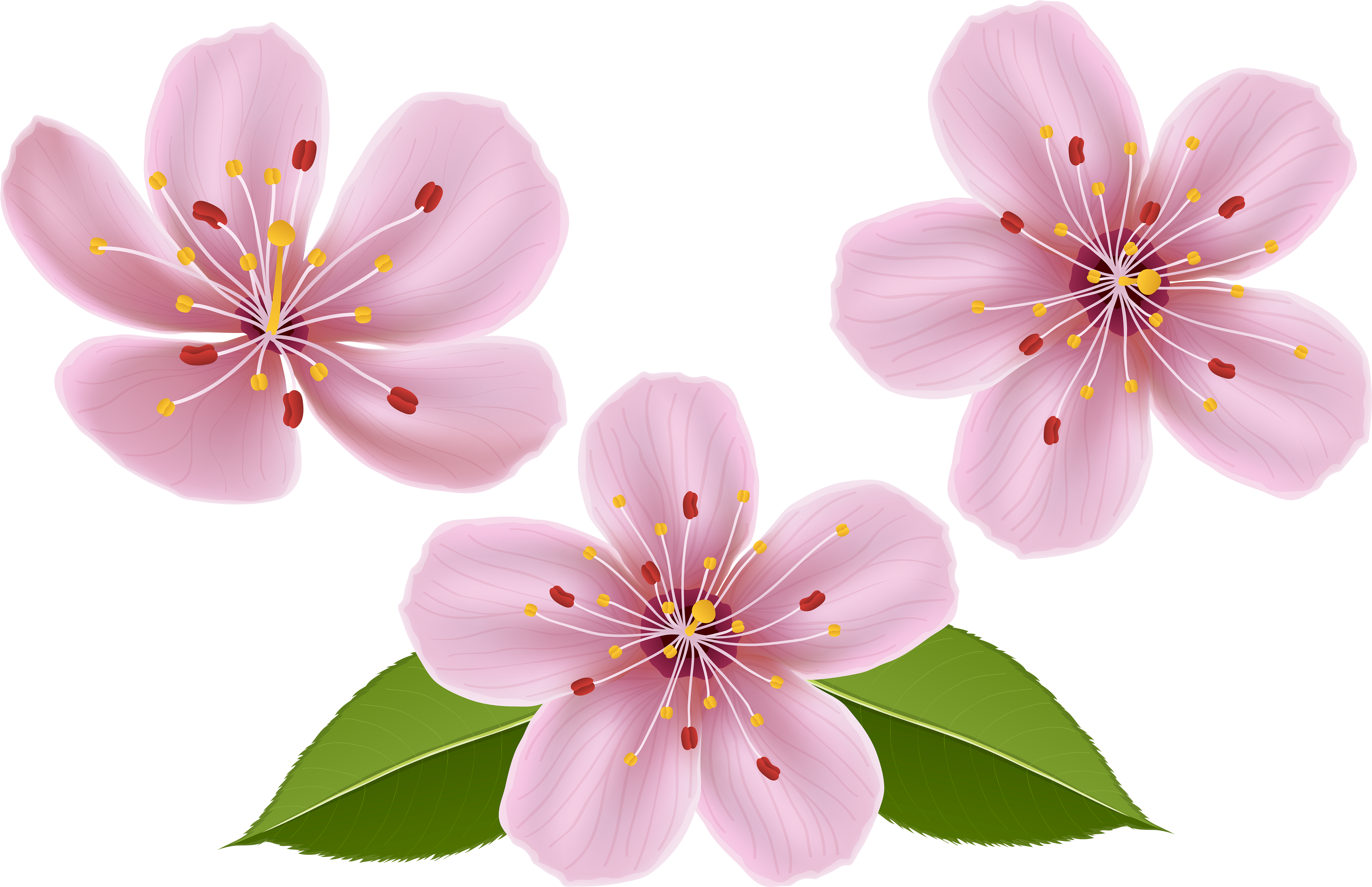 Free Png Download Spring Flowers Png Images Background - Spring Flower Clipart Transparent (850x550), Png Download