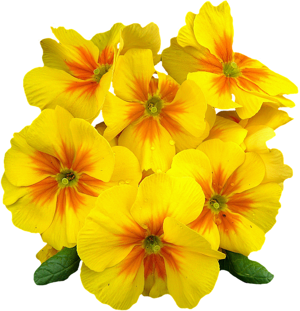 Flower Png Images, Primroses, Spring Flowers, Free - Evening Primrose Png Clipart (618x640), Png Download