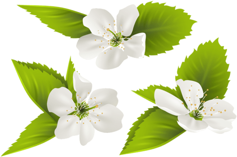 Free Png Spring Tree Flowers Png Images Transparent - Jasmine Flower Clipart Transparent (850x580), Png Download
