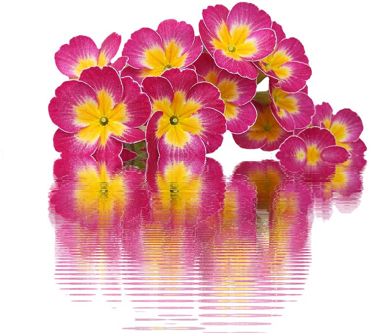 Spring, Primroses, Plant, Primrose, Spring Flowers - Primroses Png Clipart (807x720), Png Download