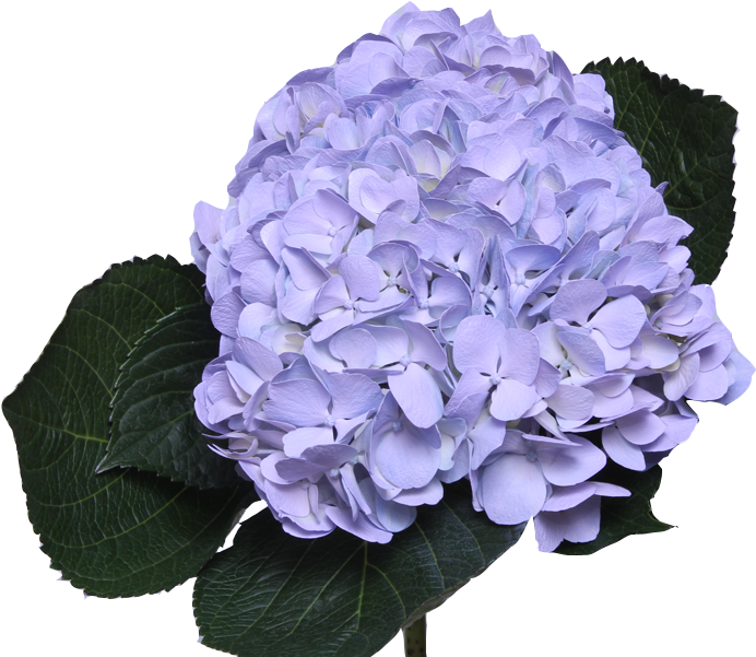 Jetty Flowers Gallery Clipart (692x601), Png Download