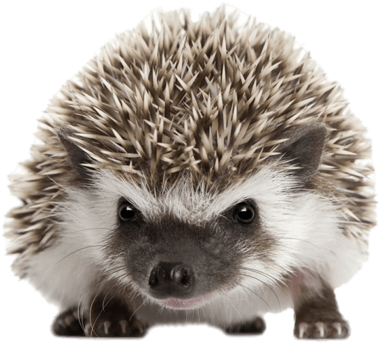 Front View Transparent Stickpng Download Animals Hedgehogs - Hedgehog Png Clipart (751x500), Png Download