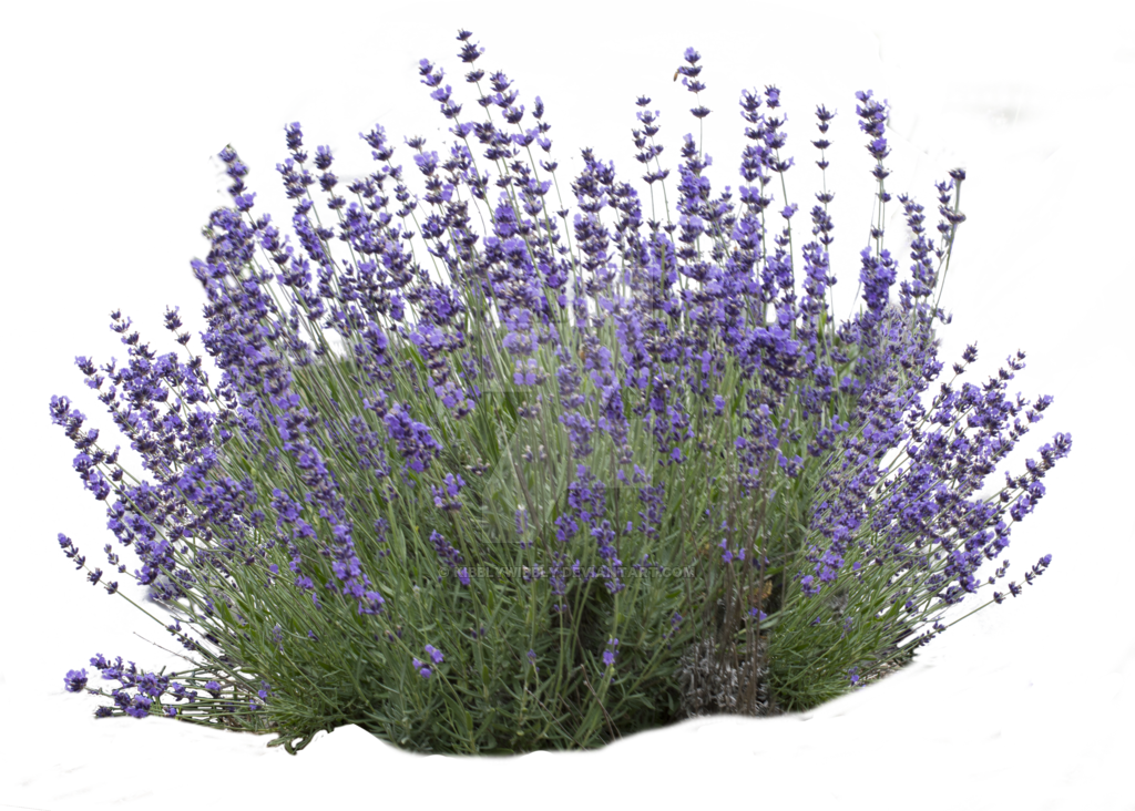 Go To Image - Lavender Clipart (1024x732), Png Download