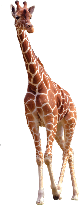 Giraffe Png Clipart (715x715), Png Download