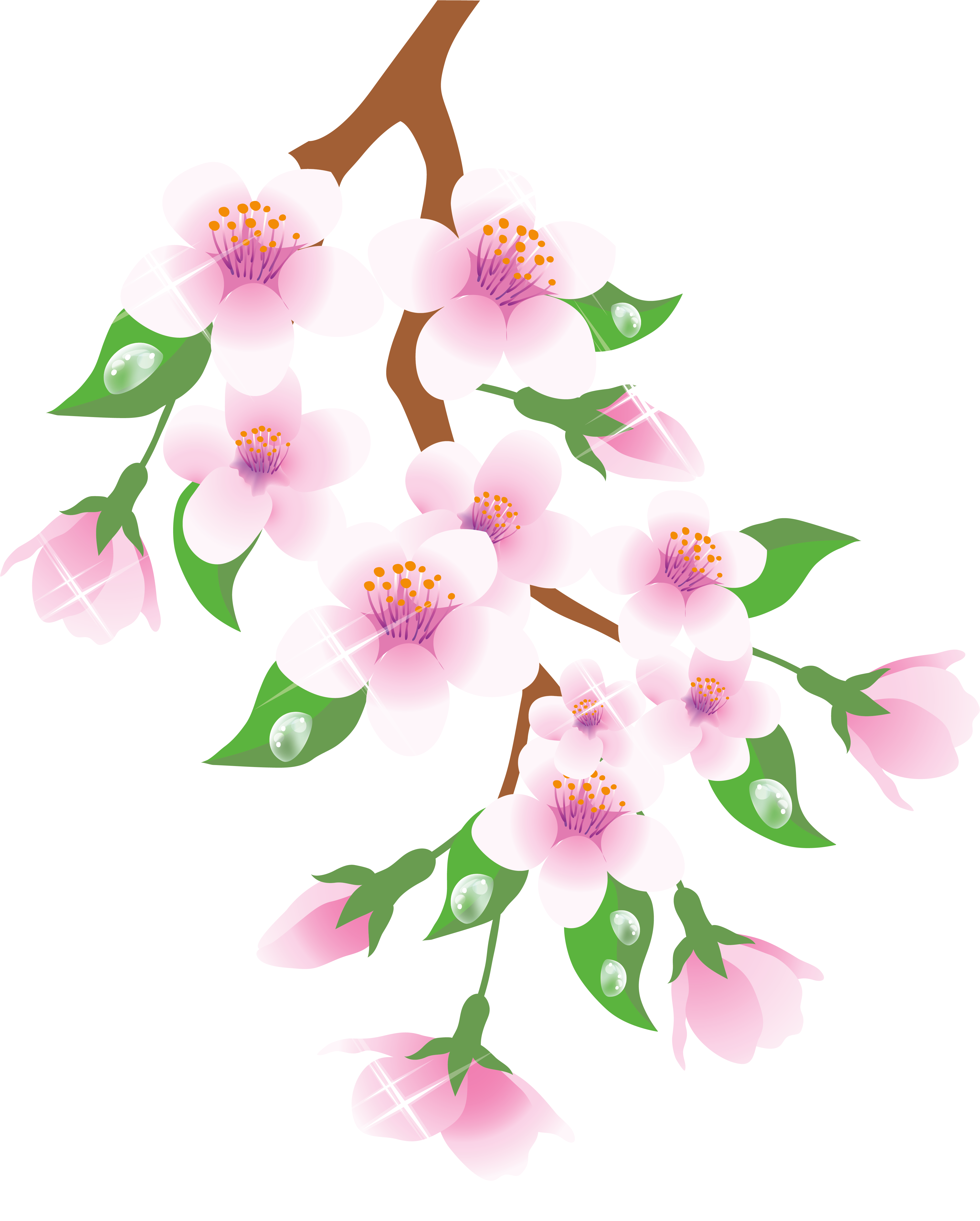Май картинка png