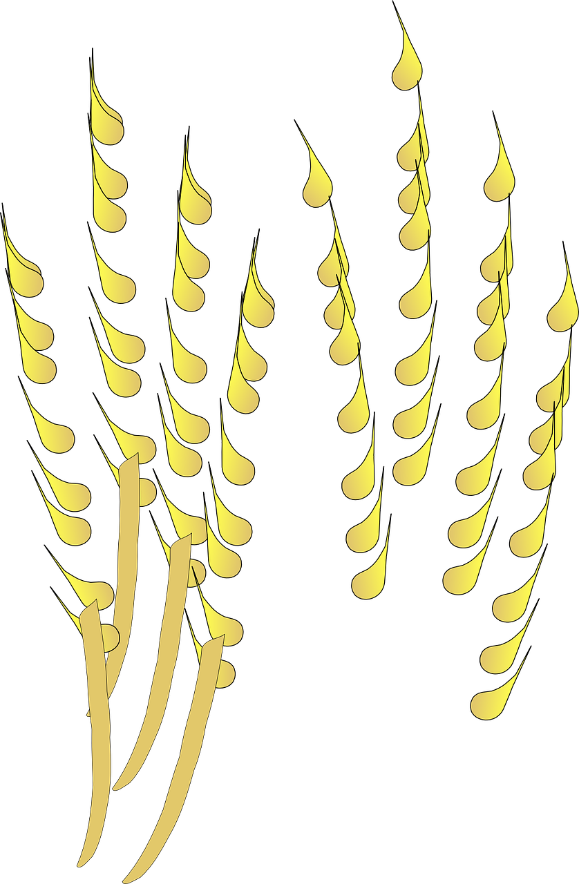 Grain Cereal Crop Corn Png Image - Cultivo De Cereales Png Clipart (838x1280), Png Download
