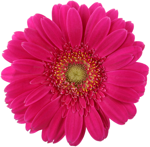 Real Daisy Png , Png Download - Pink Daisy Clipart (577x566), Png Download