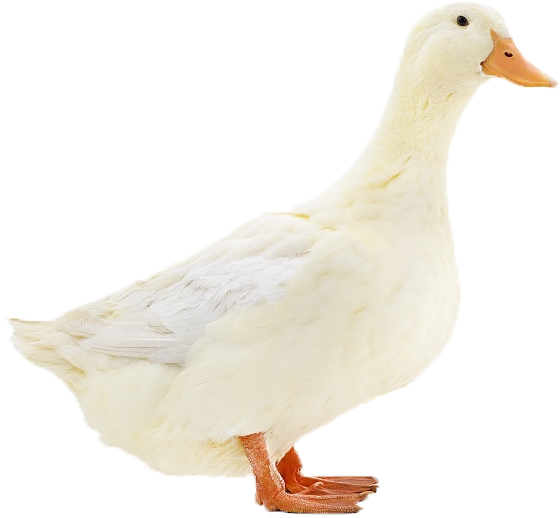 Duck Clipart (600x580), Png Download