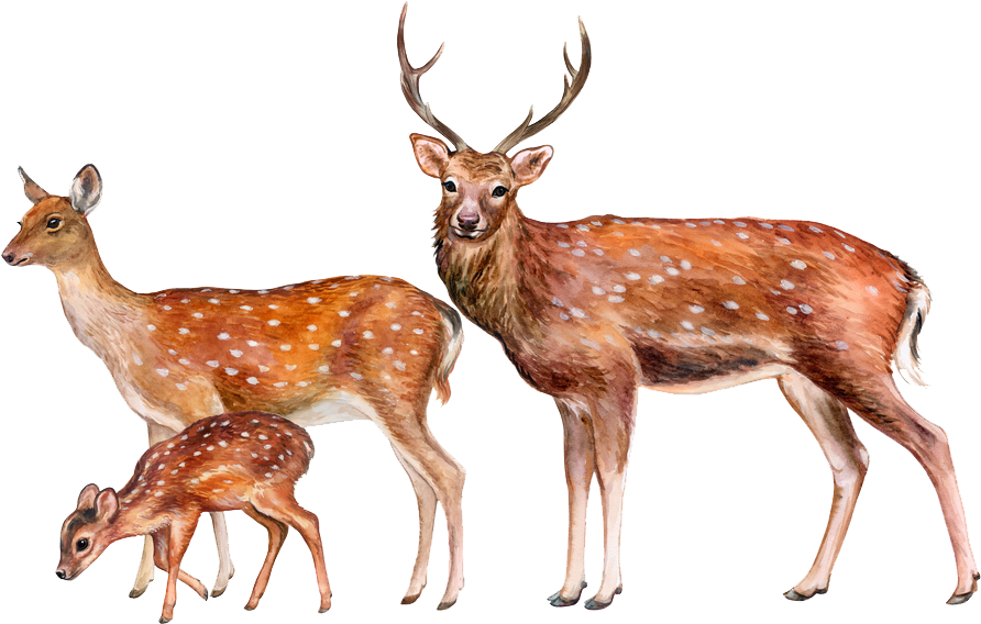 Deer Png Image - Transparent Background Deer Png Clipart (1000x700), Png Download