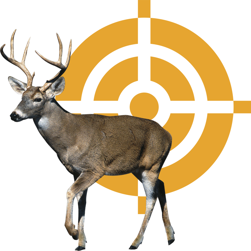Ranking - Deer Clipart (1000x1000), Png Download