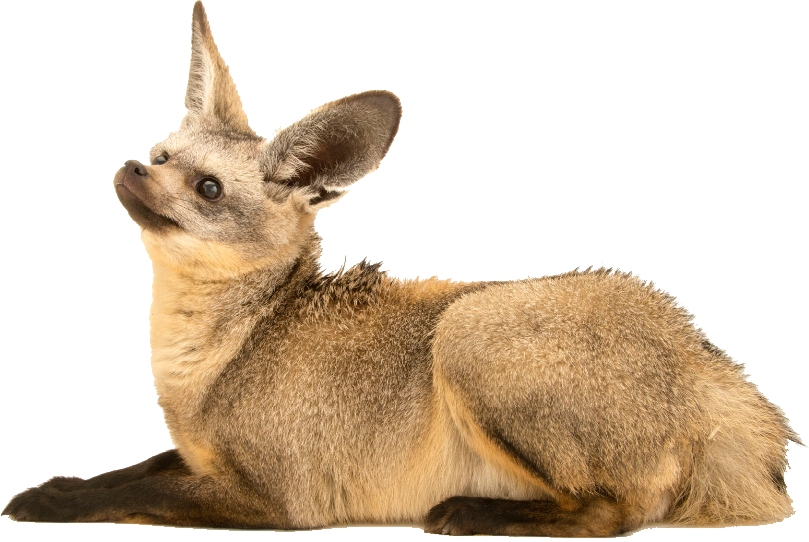 Swift Fox Clipart (1920x1278), Png Download