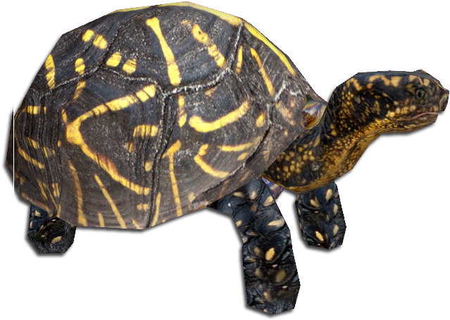 Florida Box Turtle Clipart (650x650), Png Download