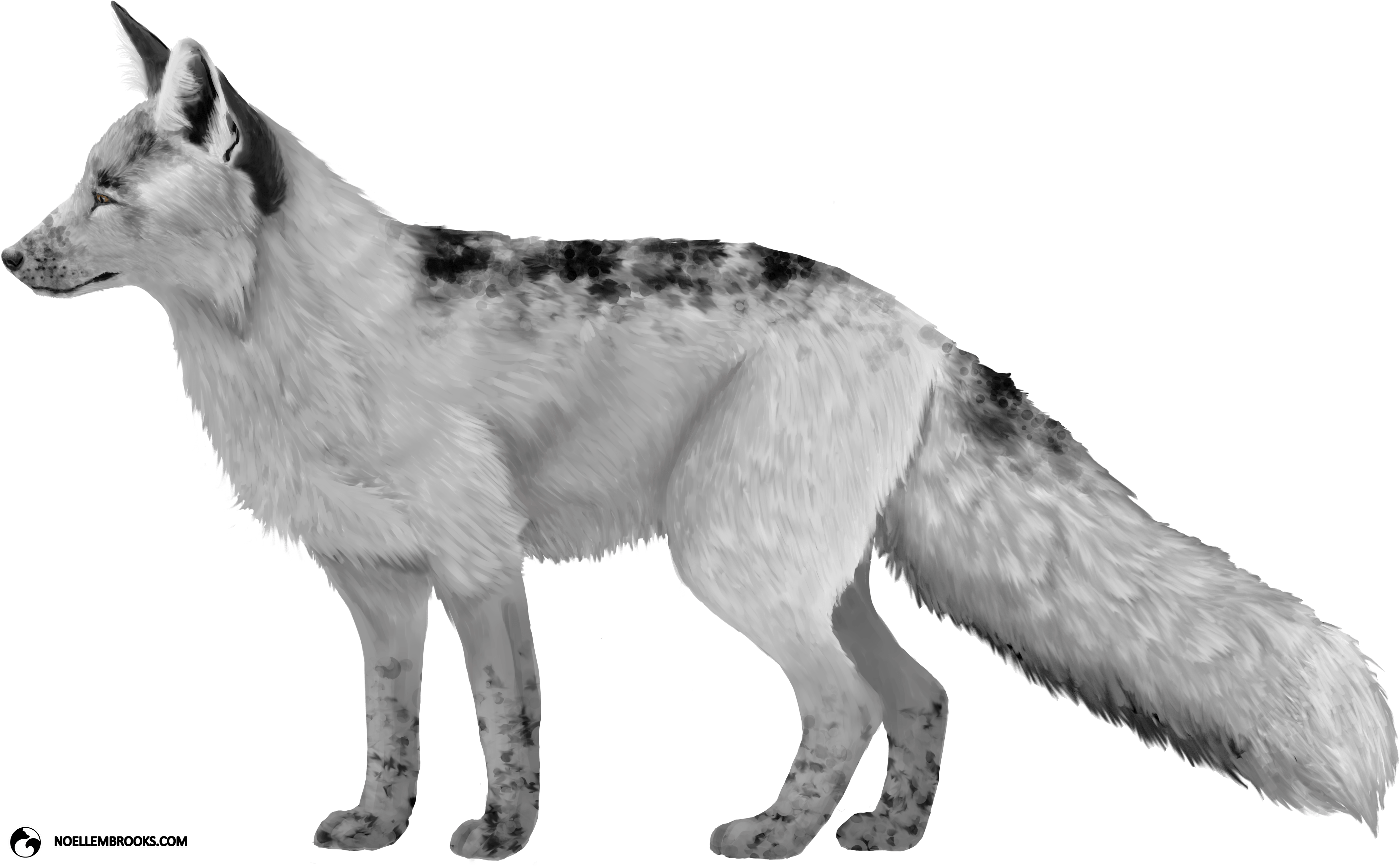 Georgian White-colored Red Fox - White Arctic Faux Foxes Png Clipart (4128x2567), Png Download