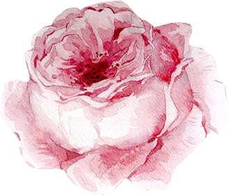 Garden Roses Clipart (328x280), Png Download