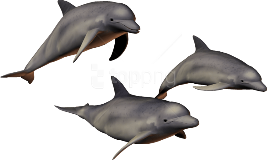 Download Dolphin Png Images Background - Dolphins With Clear Background Clipart (850x511), Png Download