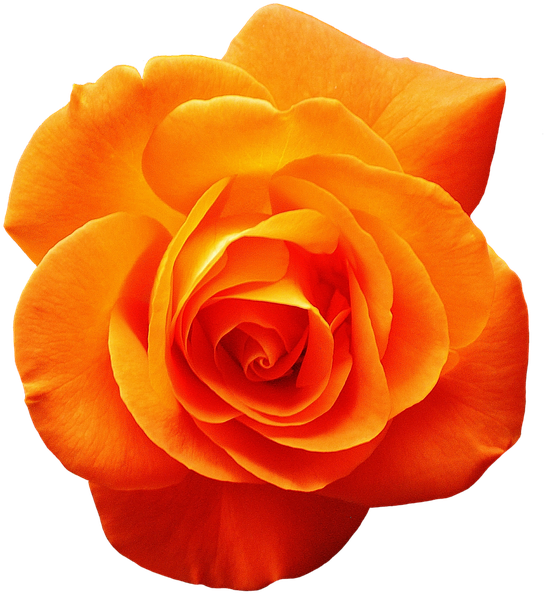 Flores Laranja Png - Single Flower Images Png Clipart (660x720), Png Download
